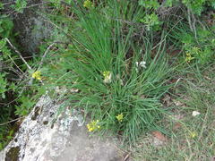 Bulbine capitata