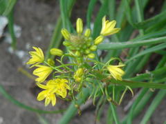 Bulbine capitata