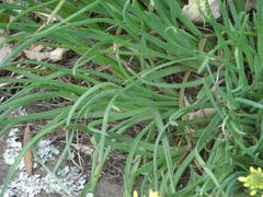 Bulbine capitata