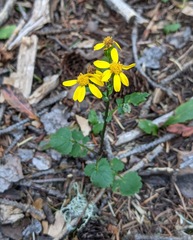 Senecio eremophilus