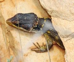 Pseudocordylus microlepidotus microlepidotus