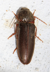 Hemicrepidius nemnonius