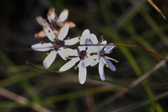 Wurmbea biglandulosa