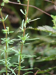 Hebenstretia integrifolia
