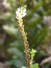 Hebenstretia integrifolia