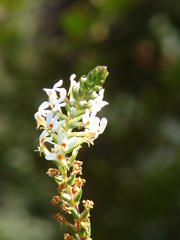 Hebenstretia integrifolia