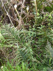 Hebenstretia integrifolia