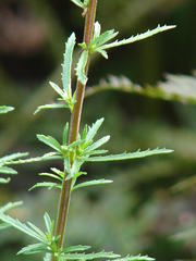 Hebenstretia integrifolia