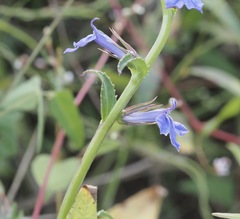 Lobelia elongata