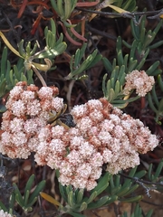 Eriogonum arborescens