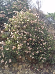 Eriogonum arborescens