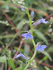 Lobelia elongata