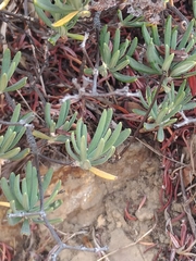 Eriogonum arborescens