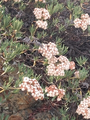 Eriogonum arborescens
