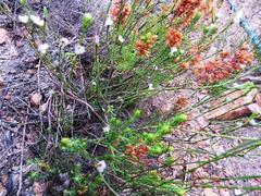 Lachnaea greytonensis