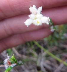 Lachnaea greytonensis