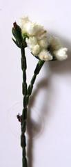 Lachnaea greytonensis