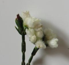 Lachnaea greytonensis