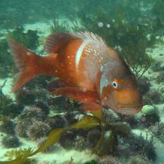 Chrysoblephus laticeps