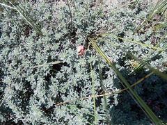 Indigofera sp12