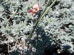 Indigofera sp12
