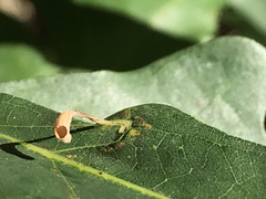 Andricus chinquapin