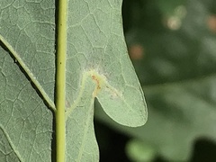 Andricus chinquapin