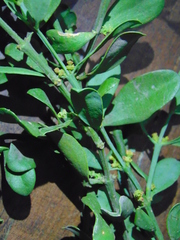 Phoradendron bathyoryctum