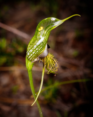 Pterostylis barbata