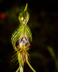 Pterostylis barbata