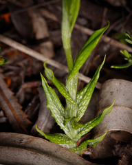 Pterostylis barbata