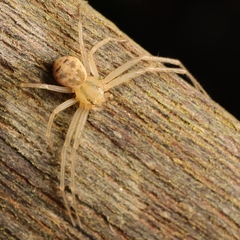 Spilosynema