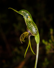 Pterostylis barbata