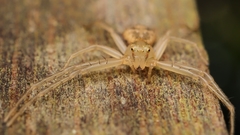 Spilosynema