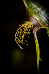Pterostylis barbata