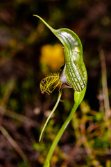 Pterostylis barbata