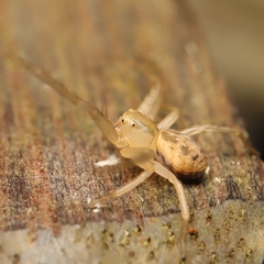 Spilosynema