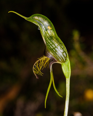 Pterostylis barbata