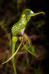 Pterostylis barbata