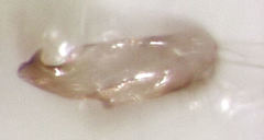 Micromimetus