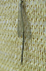 Brachynemurini
