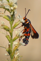 Synanthedon sapygaeformis