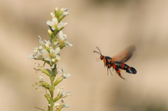 Synanthedon sapygaeformis