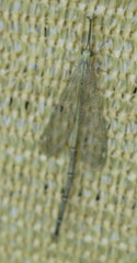 Brachynemurini