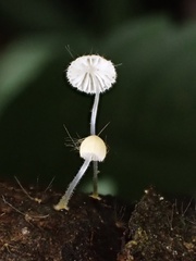 Mycena brunneisetosa