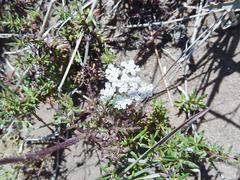Dasispermum hispidum