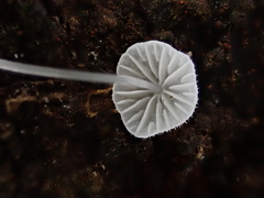 Mycena brunneisetosa