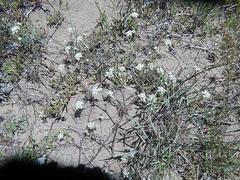 Dasispermum hispidum
