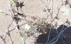 Dasispermum hispidum
