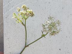Dasispermum hispidum